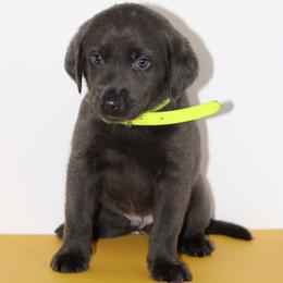 Karat - Black male Labrador Retriever puppy in Morrilton, Arkansas from Ancient Dogges Performance Dogs