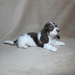 Buster - Chocolate and tan male Dachshund puppy in Pana, Illinois from Doxie Waggin Tails