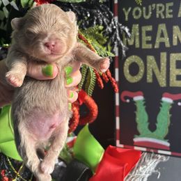 Lavender - Lavender male Pomeranian puppy in Fayetteville, North Carolina from Tar-heel Poms