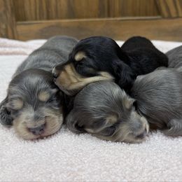 Dachshund puppies from 3B Doxies