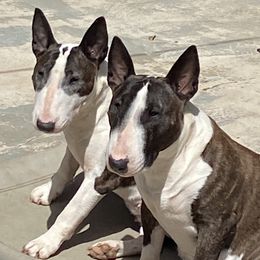 Bull Terriers from Second to None Bull Terriers