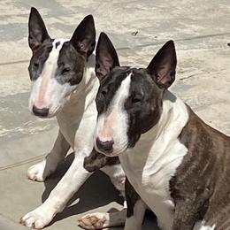 Bull Terriers from Second to None Bull Terriers