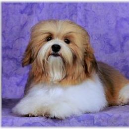 Peachy - Havanese