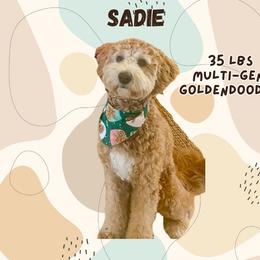 Sadie - Goldendoodle