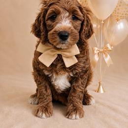 Yankee Doodle - Red  male Goldendoodle puppy in State Road, North Carolina from Must Love Doodles