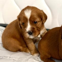 Girl 1 Princess Leia - Red female Cavapoo puppy in Bountiful, Utah from PJs Puppy Love