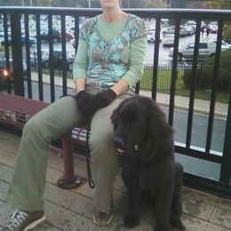 Labrador Retriever Puppies from Roxanne Lee