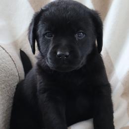 Boots - Black male Labrador Retriever puppy in Camden, Indiana from Camden's Caring Canines