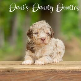 Countess - Red merle female Aussiedoodle puppy in Roebuck, South Carolina from Dani's Dandy Doodles