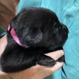 Girl 1 - Black female Labrador Retriever puppy in Conroe, Texas from XOM Retrievers