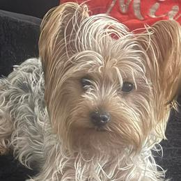 Poodles, Shih Tzus, and Yorkshire Terriers from Precious Pup Royale LLC