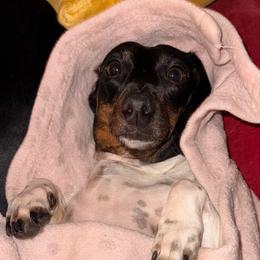 Luna - Piebald female Dachshund puppy in Austin, Texas from Duchess Daphne's Doxie Empire