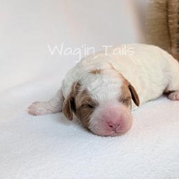 Gabriel - Blenheim male Cavapoo puppy in Amboy, Indiana from Wag'in Tails