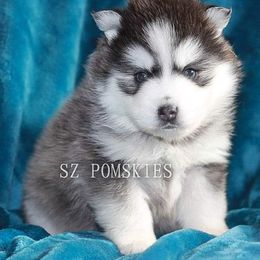 Pomsky Puppies from SZ Rolling Acres LLC