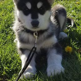 Alaskan Malamute Puppies from Kaylatee Alaskan Malamutes