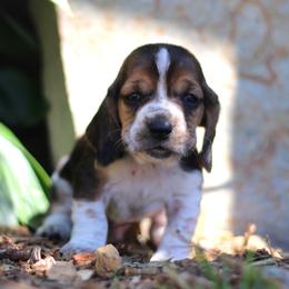 Milo - Black brown and white male Basset Hound puppy in Idaho from Welcome Home Bassets