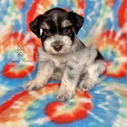 Ivy - Parti female Miniature Schnauzer puppy in Happyland, Oklahoma from Fraizer Farms