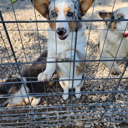 American Corgi and Pembroke Welsh Corgi Puppies from Beebe’s Corgis