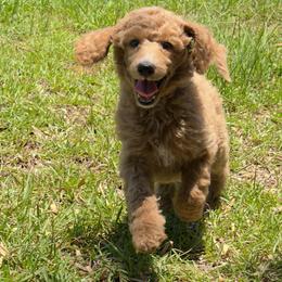 'Gauge': Muddy Foots Straight Shooter - Apricot male Poodle puppy in Orlando, Florida from Sabrina Beck