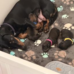 Dachshund puppies from Short Stack Miniature Dachshunds