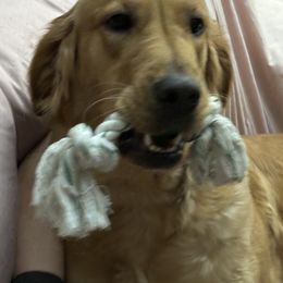 Golden Retrievers from Brilliant Golden Furry Tails