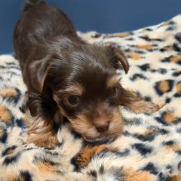 Boy 2 - Chocolate and tan male Yorkshire Terrier puppy in Hudson, Florida from MCM Acres