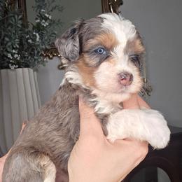 Tucker - male Golden Mountain Doodle puppy in Palestine, Texas from KK's Doodle Bunch
