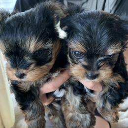 Yorkshire Terrier puppies from Heritage Yorkies