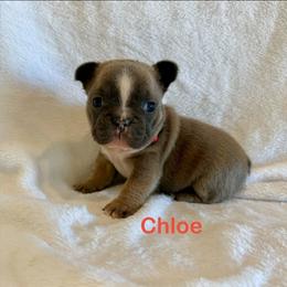 Chloe - Fawn female French Bulldog puppy in San Antonio, Texas from Chary's Elite Frenchies