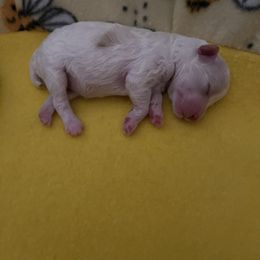 Poodle Puppies from Pearson's Poodles