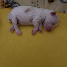 Poodle Puppies from Pearson's Poodles