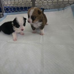 American Corgi Puppies from Whitecreek Corgis of Columbus, IN