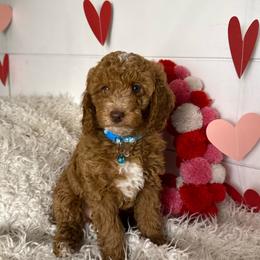 Frankie - Red  female Goldendoodle puppy in La Verne, California from Marshall Goldendoodles