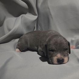 Jimmy - Blue and white male Great Dane puppy in Walker, Louisiana from La Rebel Danes