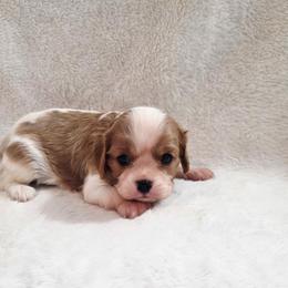 Rosie - Blenheim female Cavalier King Charles Spaniel puppy in Pennsylvania from Julie's Cavalier King Charles Spaniels