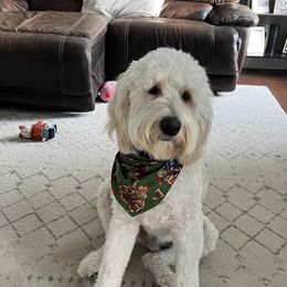 Goldendoodle All Grown Up from Faithfully Yours Doodles