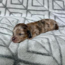 Cream Brindle Dapple Longhair Boy 5000 - Dapple male Dachshund puppy in Pauls Valley, Oklahoma from Simply Happy Dachshunds