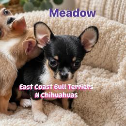 Meadow - Black and tan female Chihuahua puppy in Kannapolis, North Carolina from East Coast Bull Terriers N Chihuahuas