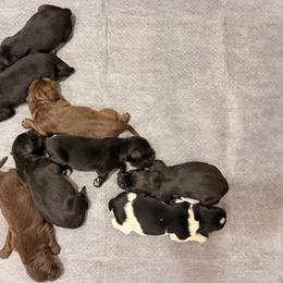 One - Black female Newfoundland puppy in Tully, New York from Bear Paw Newfoundlands