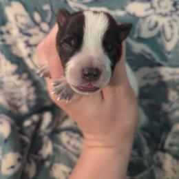 Sprout - Blue speckled male Australian Cattle Dog puppy in Tulsa, Arkansas from Red Desert Australian Cattle Dogs