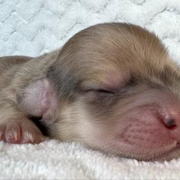 Rose - Dapple female Dachshund puppy in Woodburn, Oregon from Primo Dachshunds