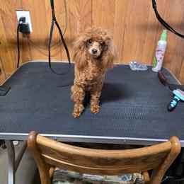 Pippy - Red  female Poodle puppy in Buckeye, Arizona from Romano Juarez Puppies