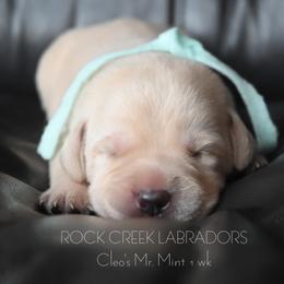 Male 2 Mint - Yellow male Labrador Retriever puppy in Pasco, Washington from ROCK CREEK LABRADORS Pasco, WA
