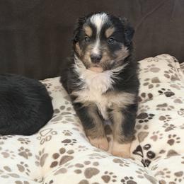 Jackpot - Black tri male Miniature Australian Shepherd puppy in Apache Junction, Arizona from Circle T Mini Aussies