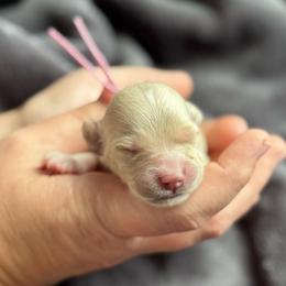 Girl 1 - Apricot female Goldendoodle puppy in Wharton, Texas from Little Fur Friends