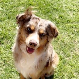 Yogi Berra - Miniature Australian Shepherd