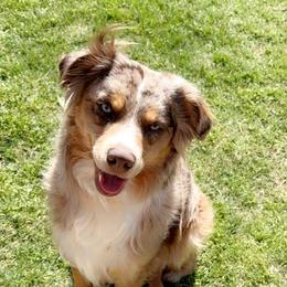 Yogi Berra - Miniature Australian Shepherd