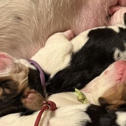 Basset Hounds from Hidden Heart Basset Hounds