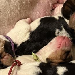 Basset Hounds from Hidden Heart Basset Hounds