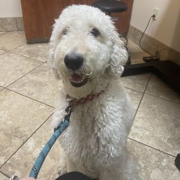 Luna - Double Doodle